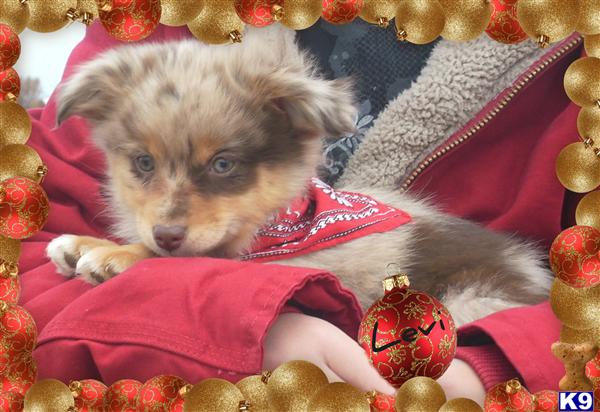 Puppies in Marshfield